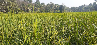 mmdeinternational.com- Kharif Sowing Crosses 1,039 Lakh Hectares in 2025; Rice, Maize Up, Oilseeds and Cotton Down