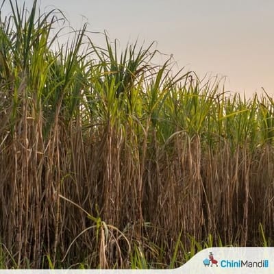 www.sugarethanolbioenergy.com- Uttar Pradesh government intensifies drive to protect sugarcane crop by using drones to spray medicines