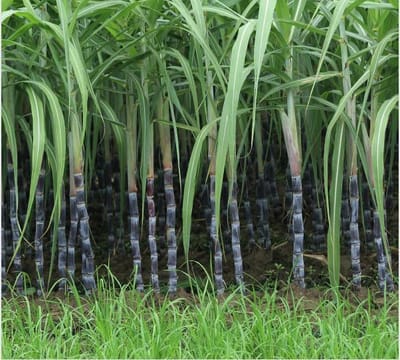 www.sugarethanolbioenergy.com- Egypt: Cabinet sets supply prices of cane, sugar beet for 2025-26 season