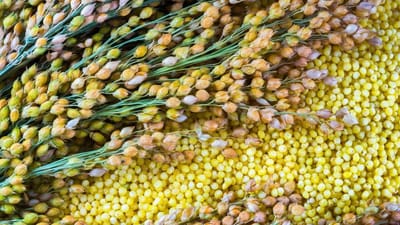 mmdeinternational.com- Millet: not much enthusiasm in China