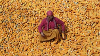 mmdeinternational.com- India's ethanol production gradually shifts from sugar to maize and rice