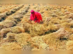 mmdeinternational.com- Biofuel push fuels kitchen heat: Wheat prices rise as maize diverted to ethanol
