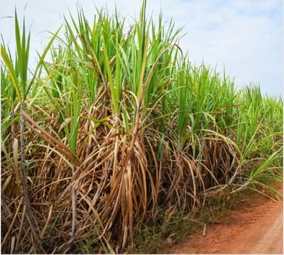 sugarethanolbioenergy.com- Sri Lanka: Government sets sugarcane purchase rates