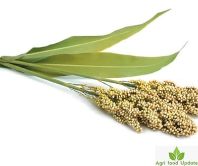 mmdeinternational.com- Rajasthan govt surpasses initial target for cooperative millet stores