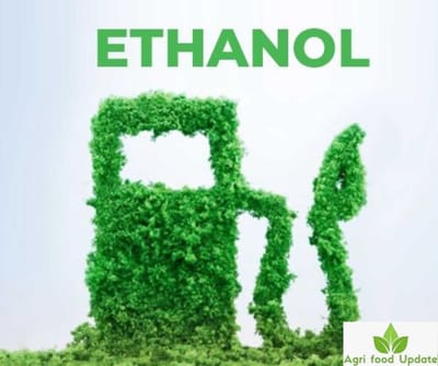 sugarethanolbioenergy.com- NRL banking on steady supply of two bamboo species to run ethanol plant optimally