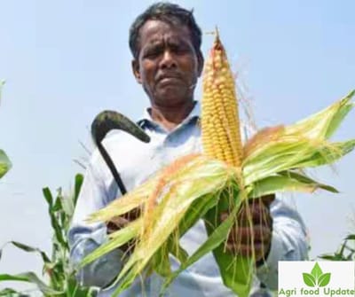 mmdeinternational.com- Maize Stalling India-US Trade Deal? Two Reasons Why India Refuses To Buy American Corn Even As Trump Pushes Harder
