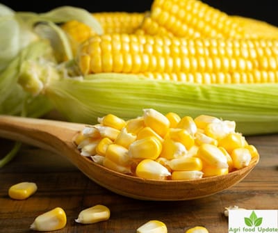 mmdeinternational.com- India may see lower maize prices if US imports are eased, farmers may be hit