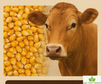 mmdeinternational.com- Guv urges scientists to boost millets and cow-based natural farming innovations