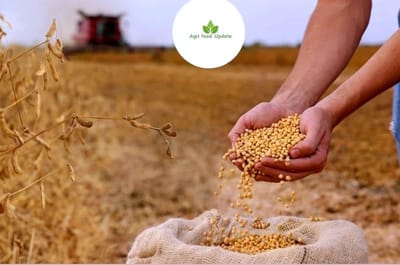 Indoagrifuturefood.com- 📘 "Soybean Market Review: U.S. Soybeans Without China