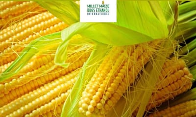 mmdeinternational.com - 🌾 Coarse Grains Market Update: Trends & Shifts in Focus 📉📈