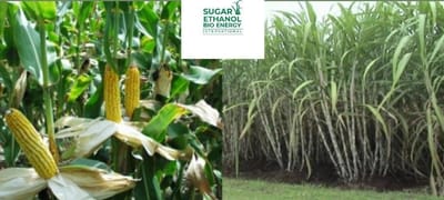 www.sugarethanolbioenergy.com - 🌾 Farm to Fuel: ICAR–IIMR’s Sugarcane + Maize Intercropping Model Boosts Sustainable Ethanol Supply ♻️🚜🛢️