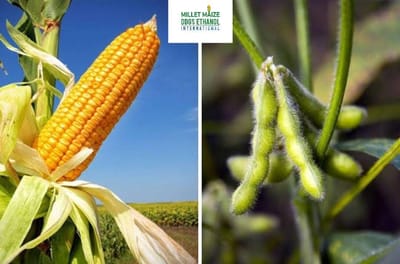 mmdeinternational.com - "💼🌽 Heart of the Deal: Navigating Soy & Corn Politics 🇺🇸🤝🇮🇳"