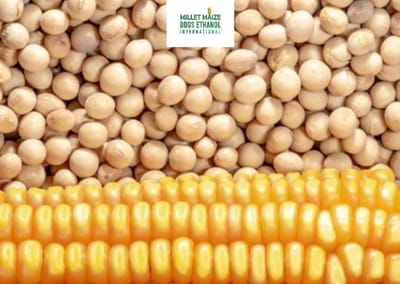 mmdeinternational.com - 🌾 Telangana Requests Support for Soybean & Maize Procurement 🚜🤝