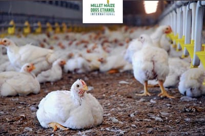 mmdeinternational.com - 🚨 CRISIS IN AGRICULTURE DEEPENS 🌾 — FARMERS SOUND ALARM AS LIVESTOCK STARVE 🐄🐔