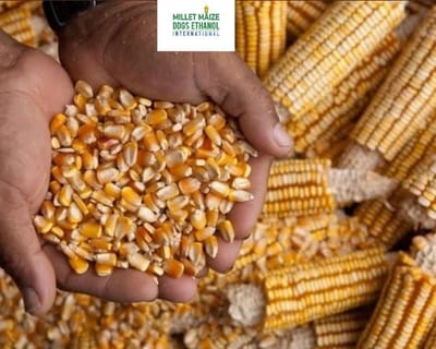 MMDEINTERNATIONAL.COM - Maize Price Drop in Koppal Hits Farmers Hard — Calls Grow for KMF to Purchase Corn 🌾🤝