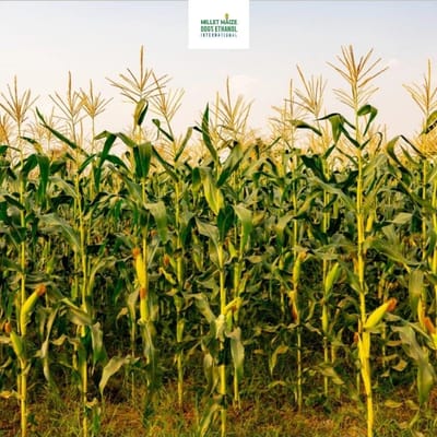 mmdeinternational.com - 🌧️ After Heavy Rain, Maize Fields Turn Yellow 🌽 — Growth Stalls, Farmers Worried