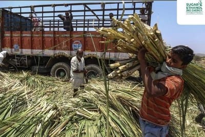 www.sugarethanolbioenergy.com - 🍬 UP’s Sugar Production to Rise 2% Despite Drop in Acreage 🌾