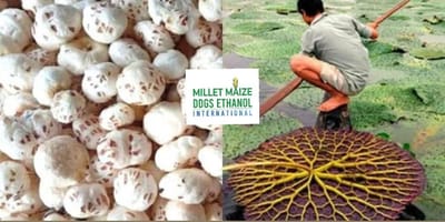 mmdeinternational.com - 🌾 Makhana cultivation to begin in the stronghold of maize 🌽; farmers to receive subsidies from the government 💰👩‍🌾