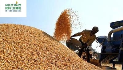 mmdeinternational.com - 7,000 Quintals of Maize Arrive at Amalner Market Committee on Monday 🌽📈🛒