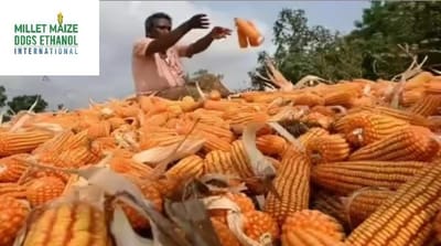 mmdeinternational.com - A surge has been seen in maize sowing activities in Dhamdaha 🌽🚜✨”