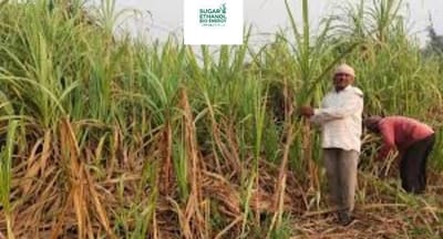 www.sugarethanolbioenergy.com - 🌾 Sugarcane Cultivation Plunges in Telangana as Farmers Switch to Paddy 🌱