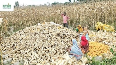 mmdeinternational.com - Farmers Cancel Maize Bids Amid Disappointing Market Prices 🌽💱🚫