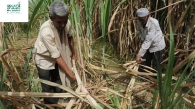 www.sugarethanolbioenergy.com - 🛤️⏳Jalandhar: Sugarcane Farmers Postpone Highway & Rail Blockade by 4 Days 🚜