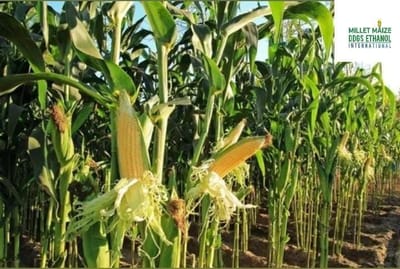 mmdeinternational.com - Silage From Maize Crop Sold at ₹5 Per Kg After ₹3 Profit Margin 🌽🐄💰