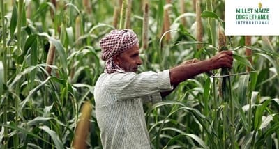 mmdeinternational.com - 🌾 Farmers Shift Towards Maize Over Chickpea; 35% Sowing Completed So Far 🌽