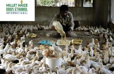mmdeinternational.com - Agri Business Update 🌾🐔 | Poultry industry seeks government approval to allow the import of GM maize in order to ease supply pressure and stabilize costs. 🌽📉