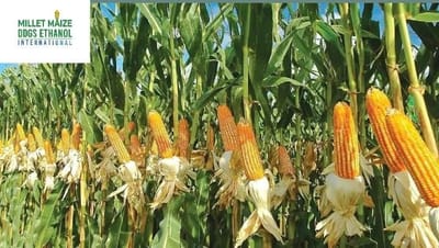 mmdeinternational.com - AP Agri Minister Atchannaidu Reaffirms Commitment to Protecting Maize Farmers 🌽🤝🇮🇳