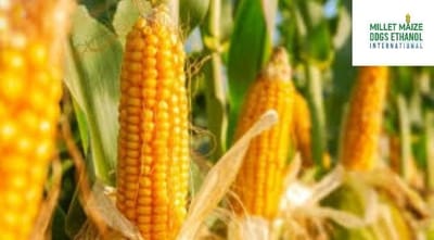 mmdeinternational.com - “Request to resolve the issue occurring during registration for maize procurement. 🙏🌽📝 Kindly take necessary action.”