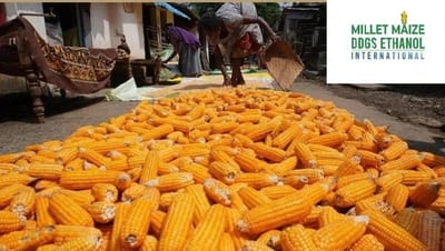 mmdeinternational.com - Maize Prices Crash: Hard to Cover Even Costs, Market Rates Fall Far Below MSP 🌽📉