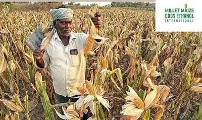 mmdeinternational.com - Maize cultivation area is rising every year 🌽, while wheat farming continues to decline 🌾📉