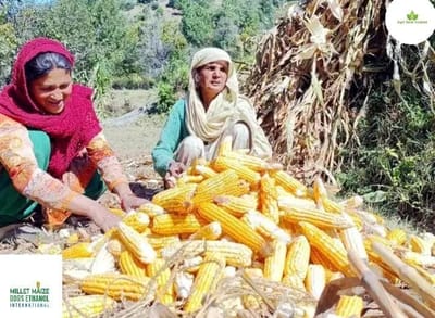 https://www.agri-food-update.com/ www.mmdeinternational.com - Indore maize prices rise 📈 as demand from ethanol producers increases 🚗⚡, while wheat 🌾 and rice 🍚 remain steady.