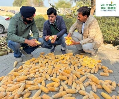www.mmdeinternational.com - 🌽 Hybrid Maize Seed Production Achieves Success in Field Trials ✅🌱