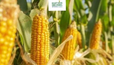 mmdeinternational.com - Maize Procurement Centers Fail to Buy Farmers’ Crops: No Purchase in Bulandshahr Till Dec 31, Allegations of Buying at Lower Prices 🌽🚜⚠️