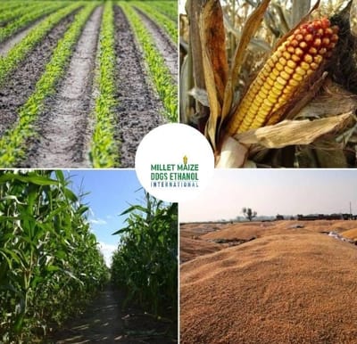 https://mmdeinternational.com/ Budaun News 🌽: Maize Cultivation Area Triples in Just Two Years 🚜📈