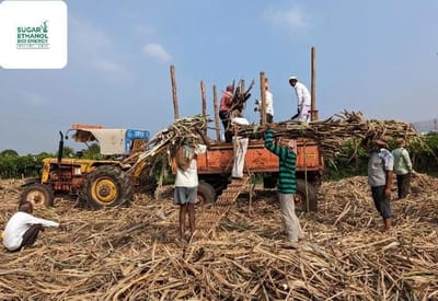 www.sugarethanolbioenergy.com - 🍬 Uttar Pradesh Becomes India’s Top Sugar Producer, Overtakes Maharashtra This Season