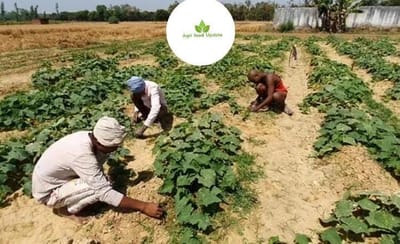 https://www.agri-food-update.com/ 🚜 Boost to Farming in Chhattisgarh as Over 4 Lakh Quintals of Seeds Reach Farmers 🌾