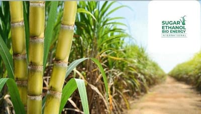 www.sugarethanolbioenergy.com - 🍬 Delhi Cabinet Approves 1 Kg Free Sugar for AAY Beneficiaries Until March 2027 🏠
