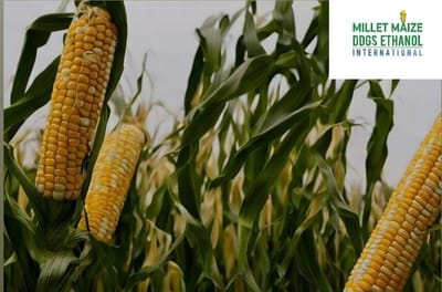 https://mmdeinternational.com/ 📈🌽 Increased Open Interest Signals Strong Participation in CBOT Corn Futures