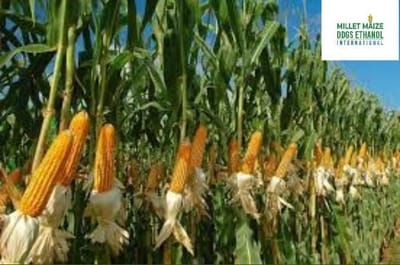 https://mmdeinternational.com/🌽📈 Maize Cultivation Area in Budaun Grows More Than Threefold in Just Two Years