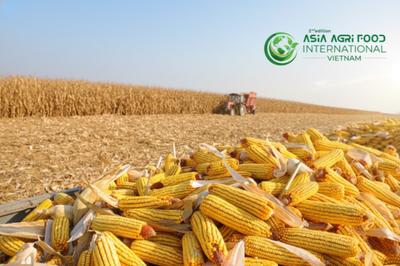 www.asiaagrifood.com - 🚜🌽 Bumper Corn Crop Ahead, USDA Signals Downward Pressure on Prices