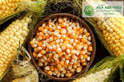 www.asiaagrifood.com - 🚜🌽 Rising Fodder Demand Boosts Maize Cultivation to 26,000 Hectares; Prices at ₹1,500–₹1,700 per Guntha as Onion Loses Ground