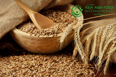 www.asiaagrifood.com -🌾 Global Wheat Market Sees Fierce Competition as Supplies Remain Abundant