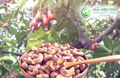 🌱🔍 Vietnam Cashew Industry Outlook to 2031: Sustainable Growth, Traceability, and Market Diversification - www.asiaagrifood.com