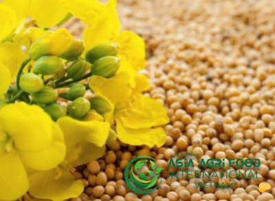 🌾📊 Rapeseed Market Size & Share Analysis: Growth Trends and Forecast (2026–2031) -www.asiaagrifood.com