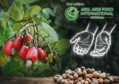 🌰 Vietnam’s Cashew Exports Top $2.34 Billion 💰 with China 🇨🇳 Surpassing US 🇺🇸 as Biggest Buyer www.asiaagrifood.com