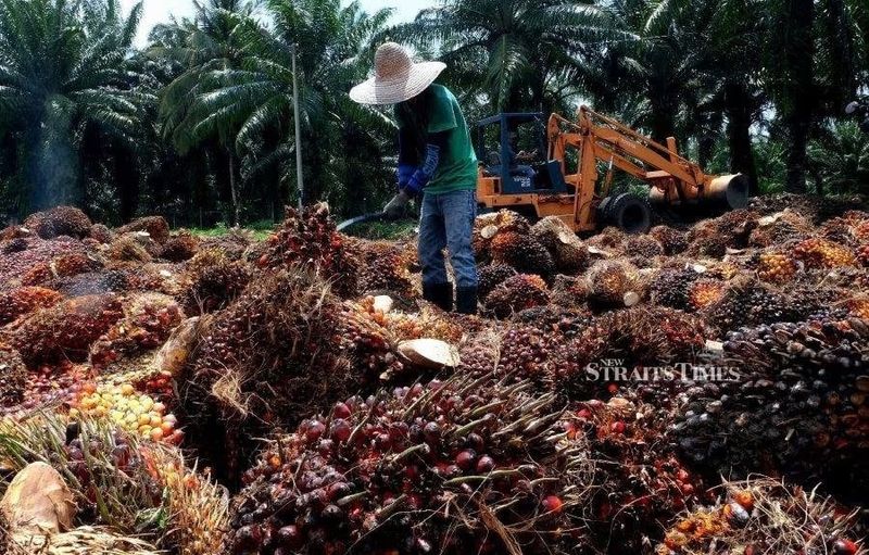 Palm oil prices are expected to trade between RM4,250 and RM4,550 per tonne in the first quarter of 2025, according to the Malaysian Palm Oil Council (MPOC).